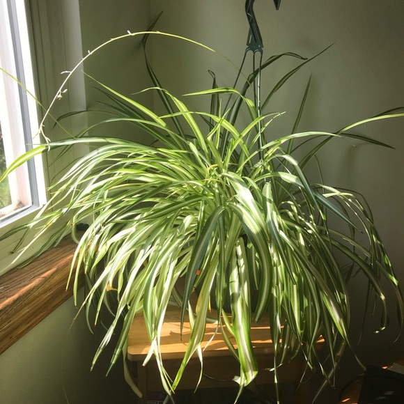 Meet your Posher, Jessica - Picture 1 of 2